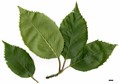 SpeciesSub: subsp. jacquemontii 'Silver Shadow' SpeciesSub: subsp. jacquemontii 'Silver Shadow'